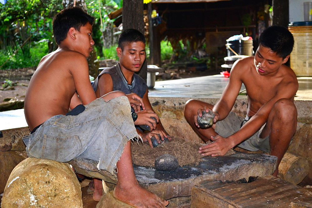 Preparation of Sakau, traditional Micronesian beverage, Madolenihmw Province, Pohnpei, Federated States of Micronesia, Caroline Islands, Micronesia, Pacific Ocean, Pacific