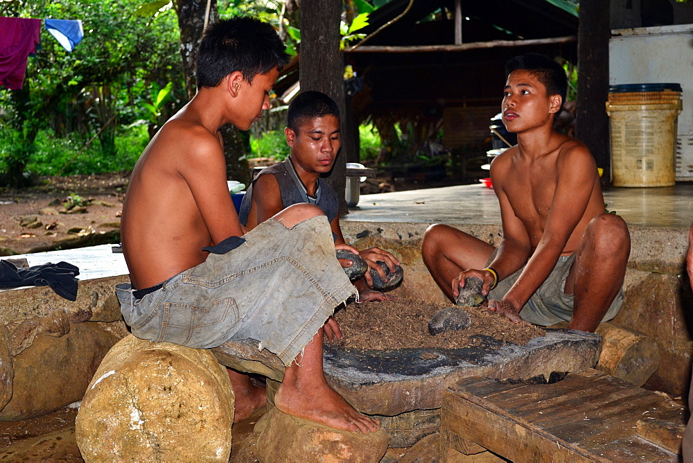 Preparation of Sakau, traditional Micronesian beverage, Madolenihmw Province, Pohnpei, Federated States of Micronesia, Caroline Islands, Micronesia, Pacific Ocean, Pacific