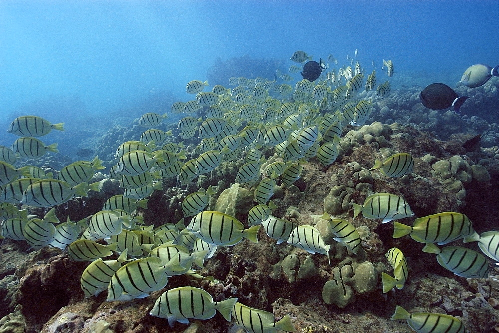 Convict tangs (manini) (Acanthurus triostegus) schooling and grazing, Hanauma Bay, Oahu, Hawaii, United States of America, Pacific