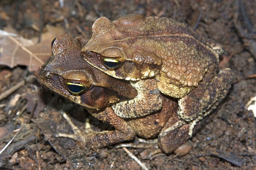 Frog (Chaunus (Bufo) crucifer) copulating with female in captivity, Herpetology laboratory at University of Sao Paulo, Sao Paulo, Brazil, South America