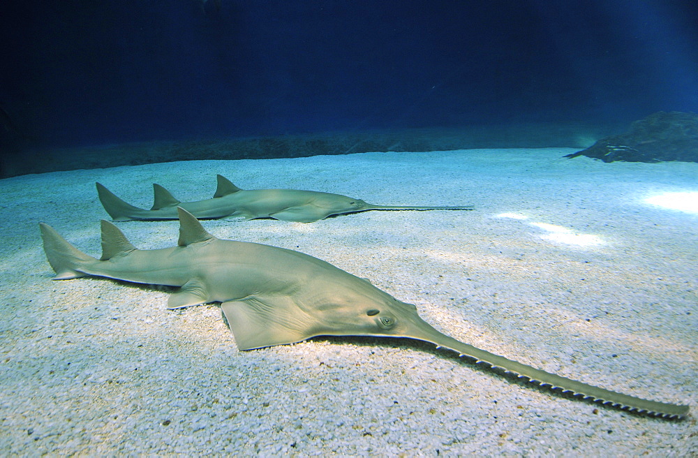 Critically endangered largetooth sawfish (Pristis microdon), Aquarium of Genova, Genova, Liguria, Italy, Europe