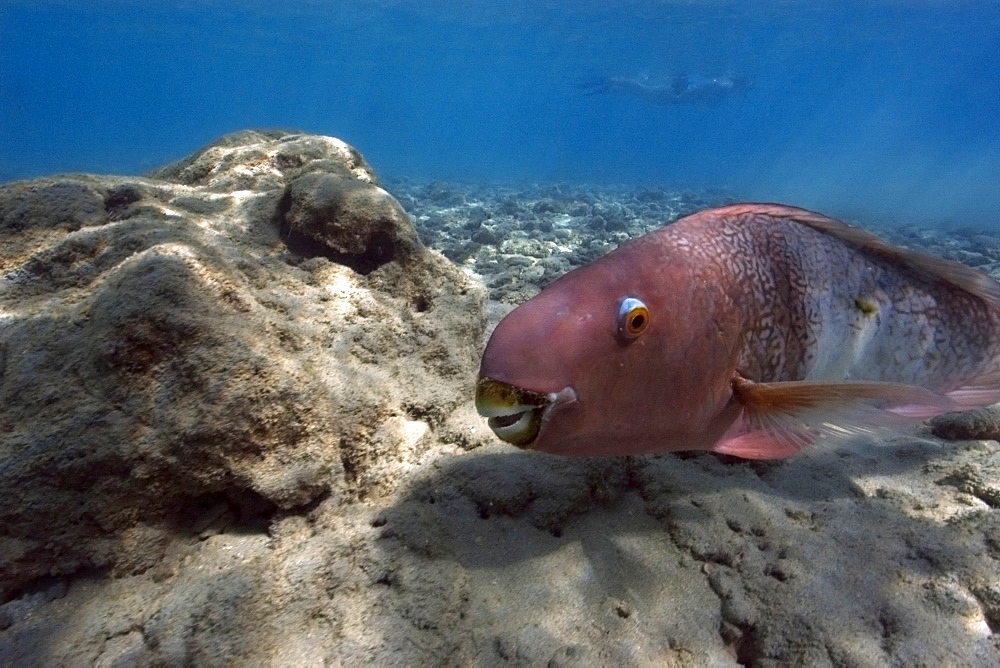 Redlip parrotfish (Scarus rubroviolaceus), Hanauma Bay, Oahu, Hawaii, United States of America, Pacific