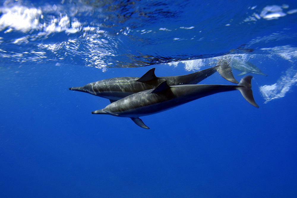 Spinner dolphins (Stenella longirostris), Kealakekua Bay, Captain Kook, Big Island, Hawaii, United States of America, Pacific