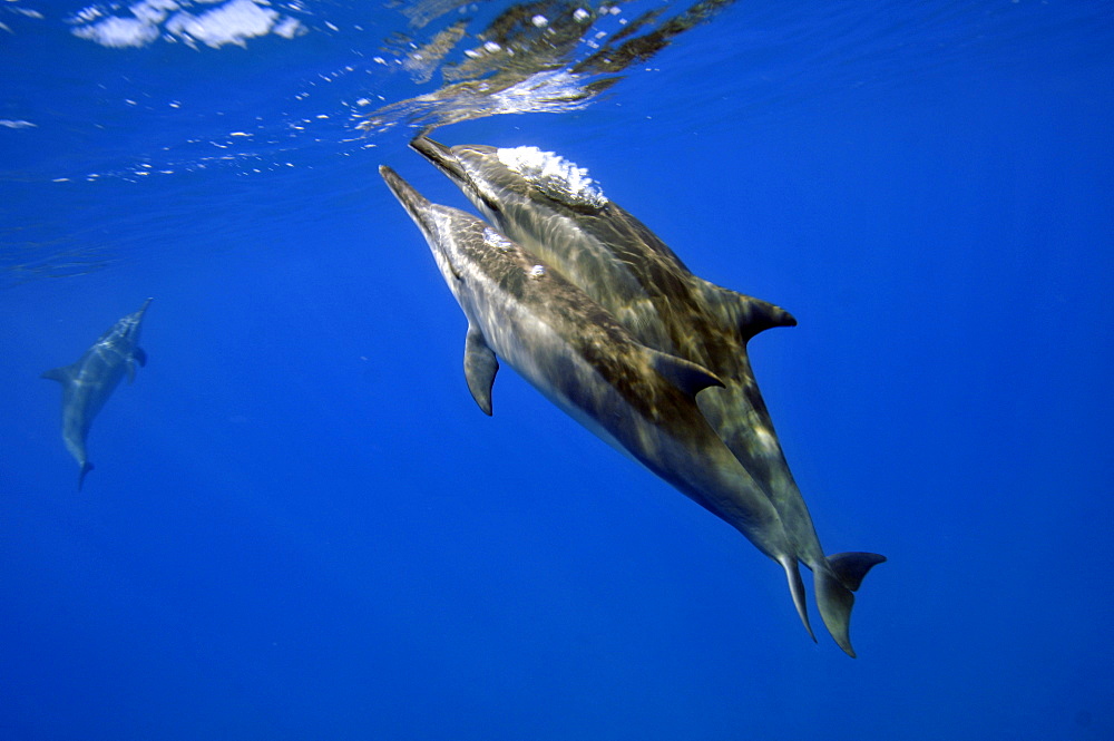 Spinner dolphins (Stenella longirostris), Kealakekua Bay, Captain Kook, Big Island, Hawaii, United States of America, Pacific