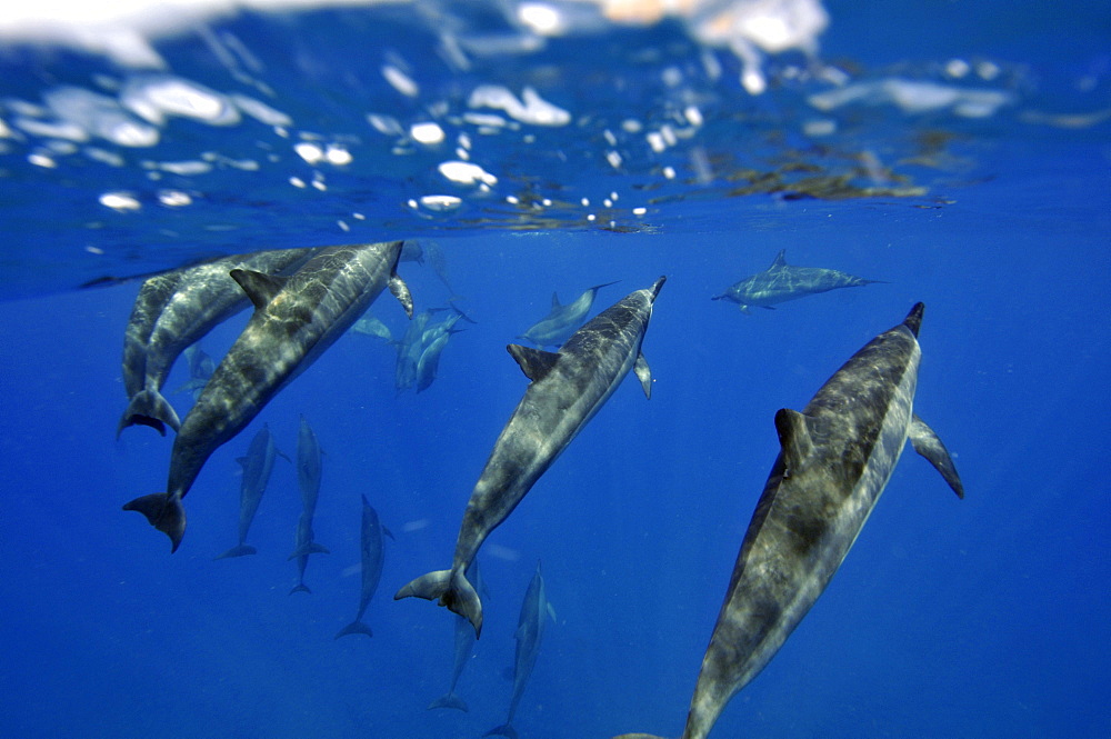 Spinner dolphins (Stenella longirostris) rise from the bottom to take a breath, Kealakekua Bay, Captain Kook, Big Island, Hawaii, United States of America, Pacific