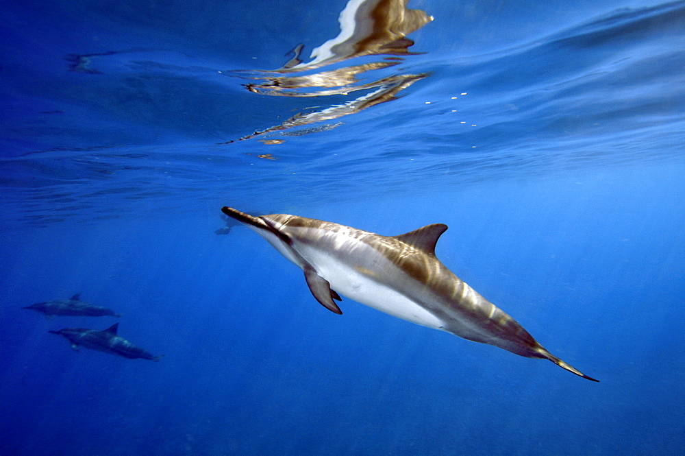 Spinner dolphin (Stenella longirostris), Kealakekua Bay, Captain Kook, Big Island, Hawaii, United States of America, Pacific