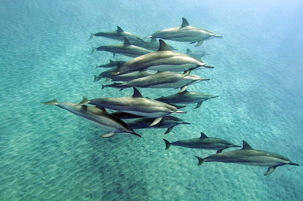 Spinner dolphins (Stenella longirostris), Kealakekua Bay, Captain Kook, Big Island, Hawaii, United States of America, Pacific