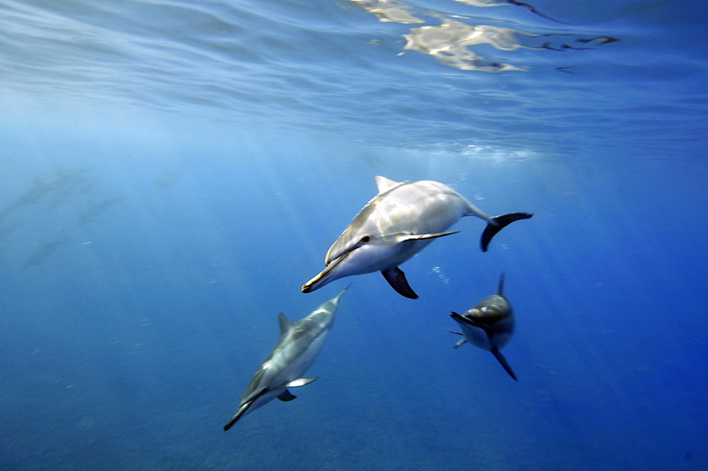 Spinner dolphins (Stenella longirostris), Kealakekua Bay, Captain Kook, Big Island, Hawaii, United States of America, Pacific