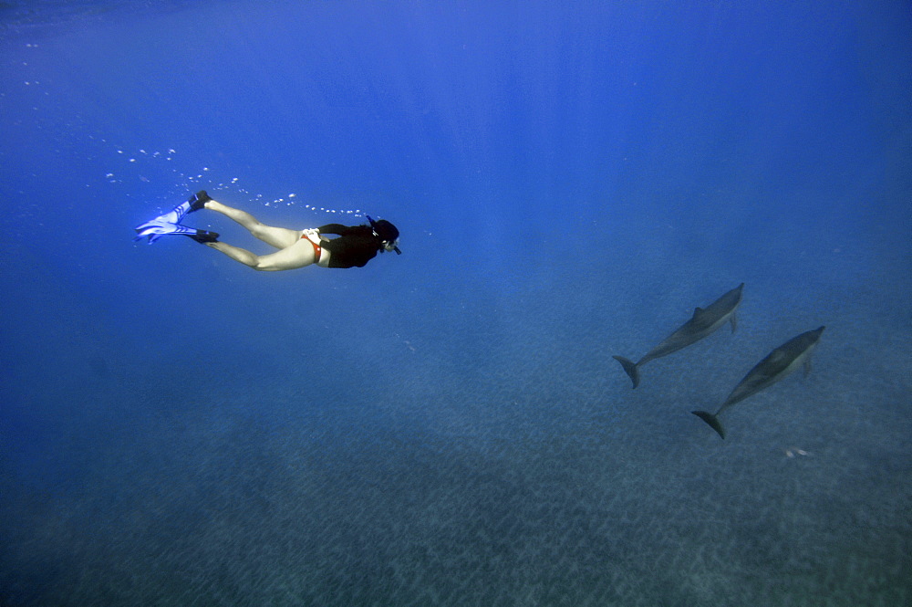 Free diver observes Spinner dolphins (Stenella longirostris), Kealakekua Bay, Captain Kook, Big Island, Hawaii, United States of America, Pacific