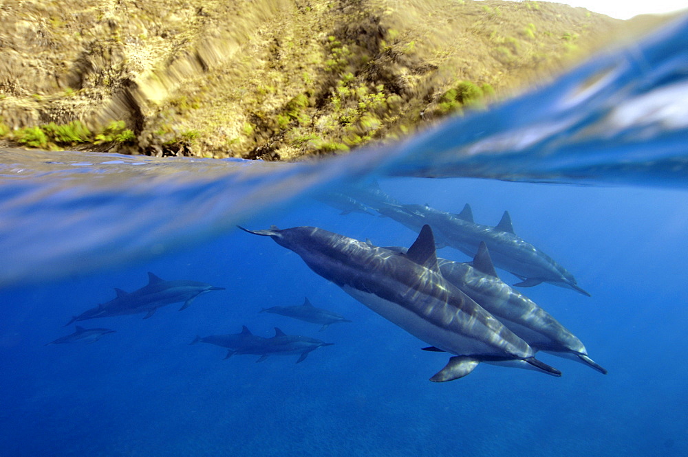 Spinner dolphins (Stenella longirostris) swim near the surface at Kealakekua Bay, Captain Kook, Big Island, Hawaii, United States of America, Pacific