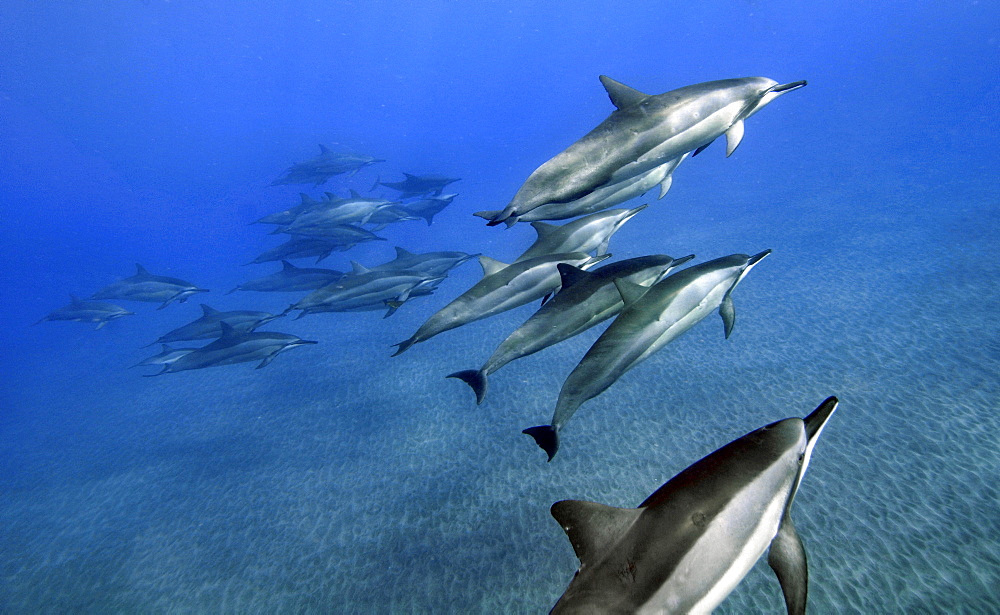 Spinner dolphins (Stenella longirostris), Kealakekua Bay, Captain Kook, Big Island, Hawaii, United States of America, Pacific