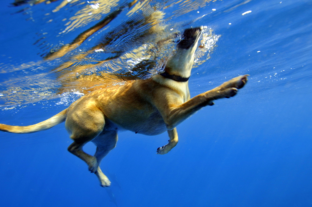 Golden retriever dog swimming underwater, Kealakekua Bay, Captain Kook, Big Island, Hawaii, United States of America, Pacific