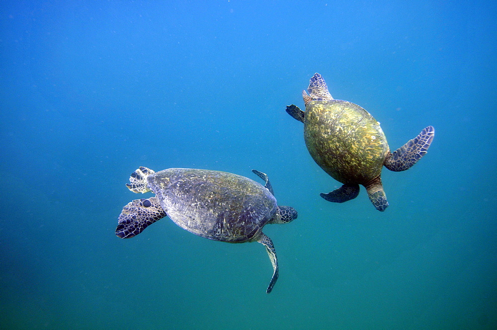 Green Sea Turtle (Chelonia mydas) mating ritual, Kaneohe Bay, Oahu, Hawaii, United States of America, Pacific