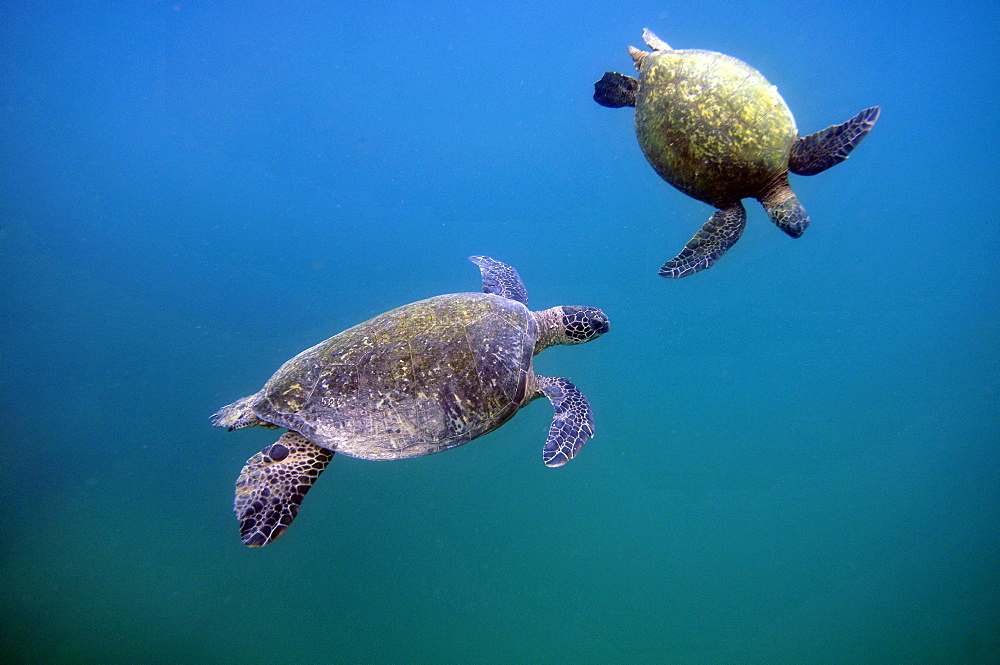 Green Sea Turtle (Chelonia mydas) mating ritual, Kaneohe Bay, Oahu, Hawaii, United States of America, Pacific