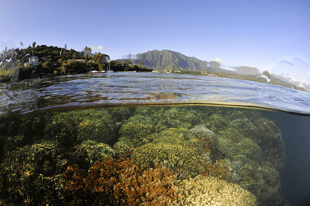 Split image of hard coral formations near the coast and the Koolau mountains in the background, Kaneohe Bay, Oahu, Hawaii, United States of America, Pacific