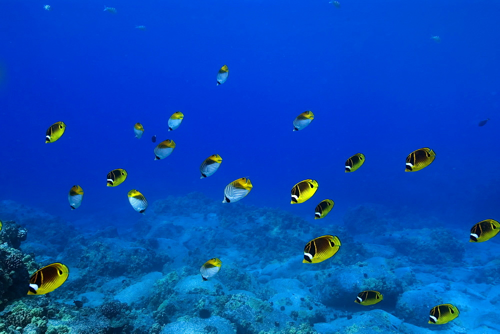 Racoon butterflyfish (Chaetodon lunula), Kailua-Kona, Hawaii, United States of America, Pacific