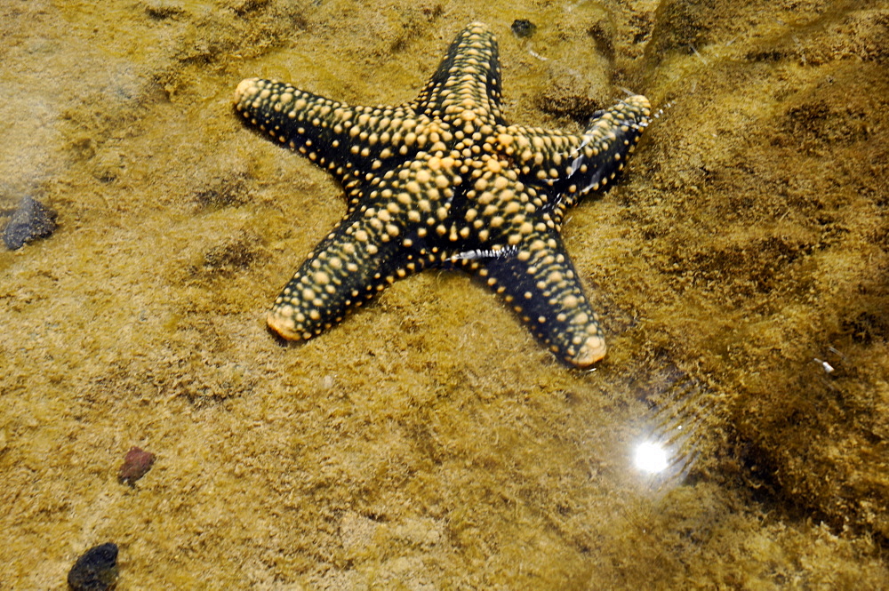 Sheriff-badge star (Asteropsis carinifera), Koolina, West Oahu, Hawaii, United States of America, Pacific