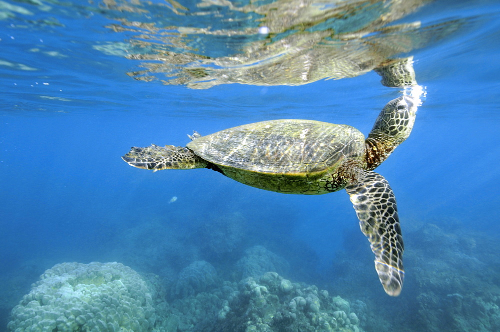 Green Sea Turtle (Chelonia mydas) expels air before taking next breath at the surface, Hanauma Bay, Oahu, Hawaii, United States of America, Pacific