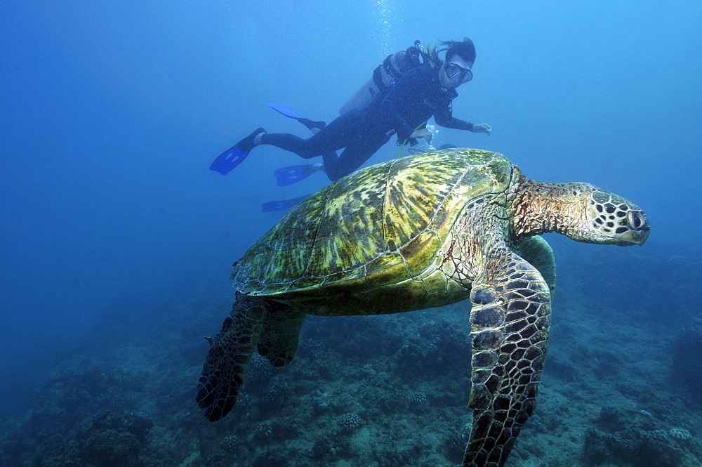 Scuba diver observes resting green sea turtle (Chelonia mydas) at Turtle Alley, Waikiki, Oahu, Hawaii, United States of America, Pacific