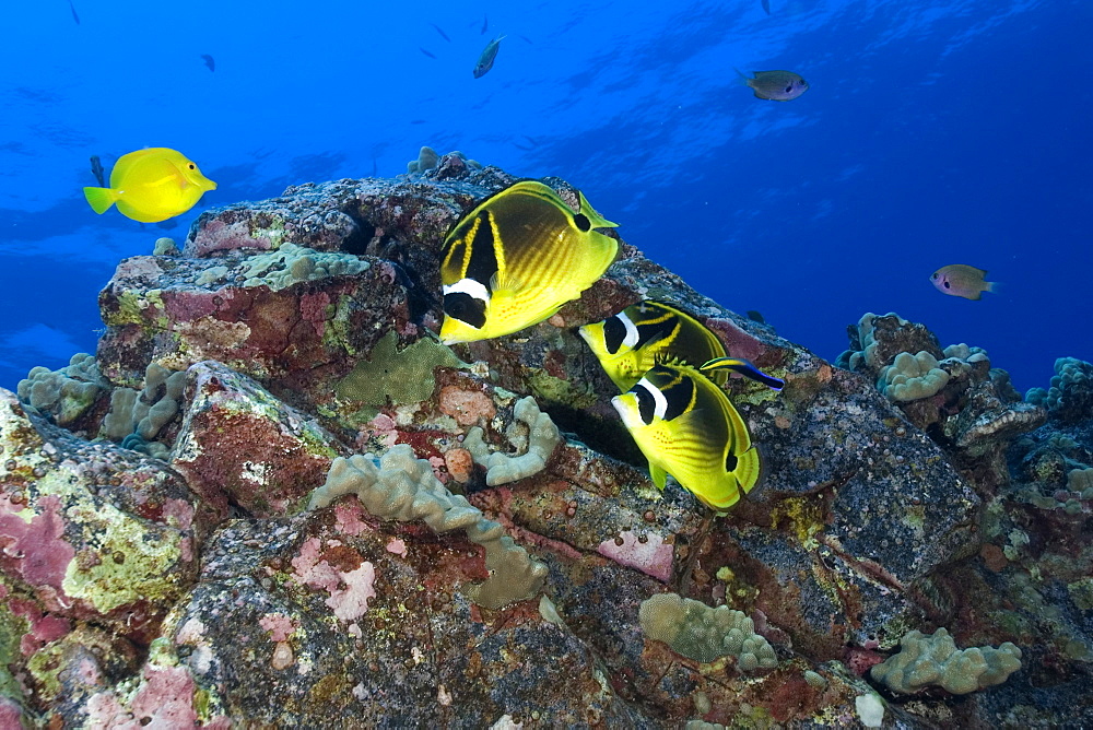 Racoon butterflyfish (Chaetodon lunula), Kailua-Kona, Hawaii, United States of America, Pacific