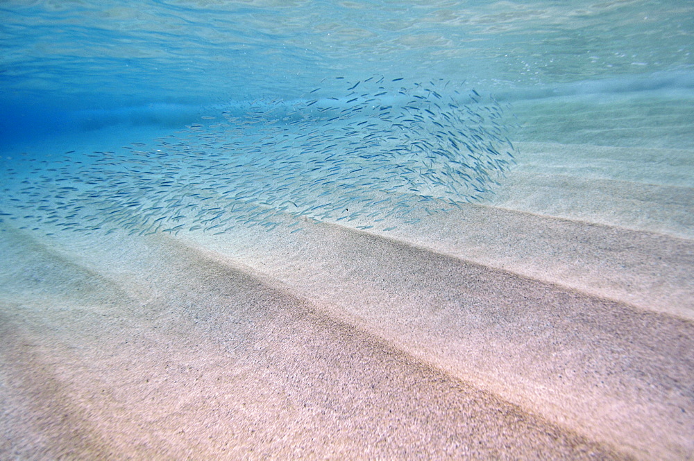 Minnows swim just below the surface in the shallow waters of Waimea Bay, North Shore, Oahu, Hawaii, United States of America, North America