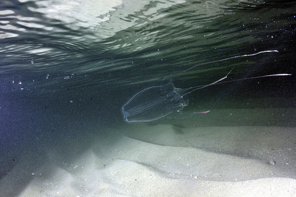 Hawaiian box jellyfish (Carybdea alata), Waikiki, Oahu, Hawaii, United States of America, Pacific