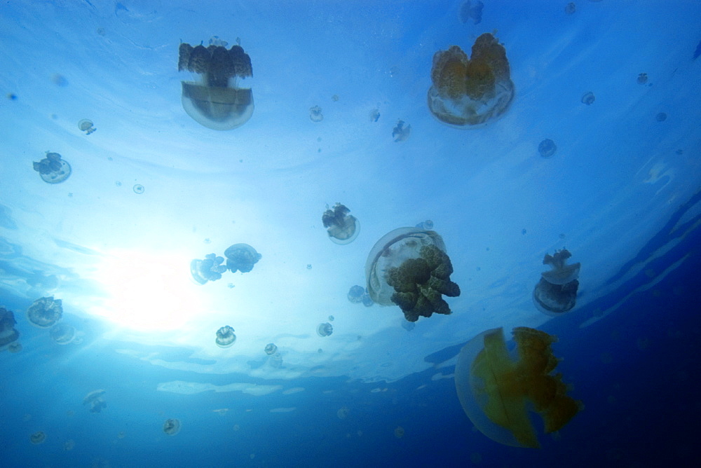 Stingless jellyfish (Mastigias sp.), Jellyfish Lake, Palau, Caroline Islands, Micronesia, Pacific Ocean, Pacific