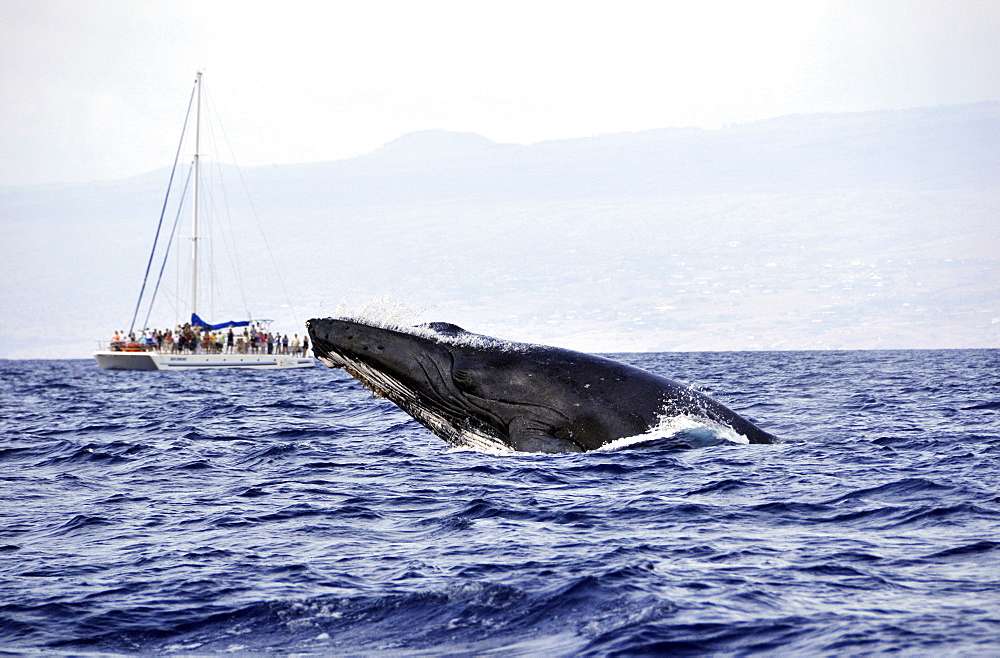 Humpback whale (Megaptera novaeangliae) breaching, and whale watching catamaran, Big Island, Hawaii, United States of America, Pacific