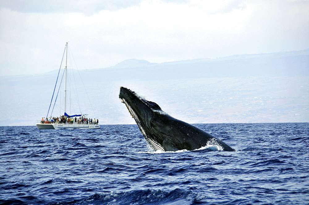 Humpback whale (Megaptera novaeangliae) breaching, and whale watching catamaran, Big Island, Hawaii, United States of America, Pacific