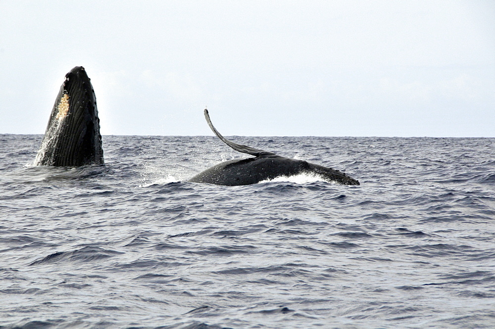 Humpback whale (Megaptera novaeangliae) double breach, Big Island, Hawaii, United States of America, Pacific