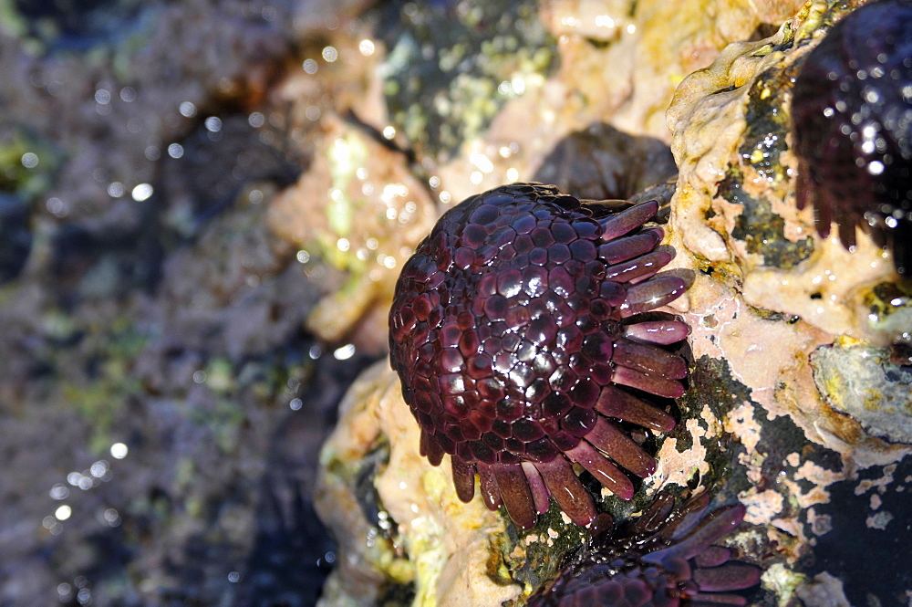 Helmet urchin or Shingle urchin (Colobocentrotus atratus), Keauhou Bay, Kona, Big Island, Hawaii, United States of America, Pacific