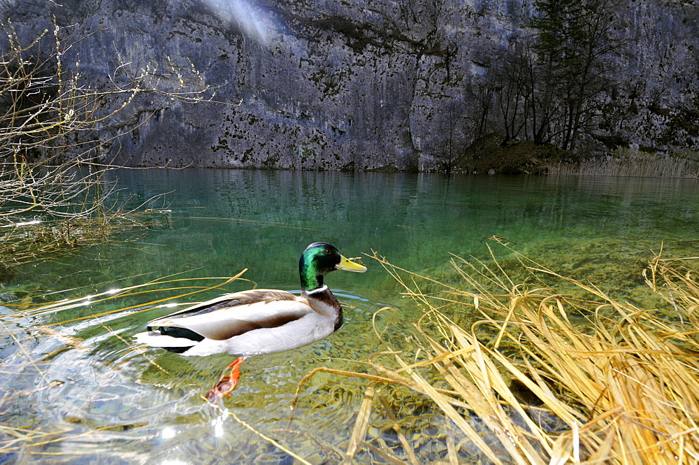 Male mallard (Anas platyrhynchos), Plitvice Jezera National Park, UNESCO World Heritage Site, Croatia, Europe