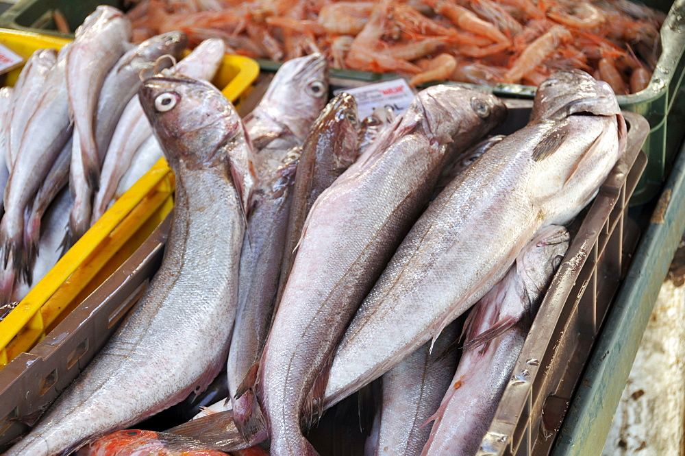 Fresh cod for sale at the local morning fish market (Peskarija), Split, Croatia, Europe