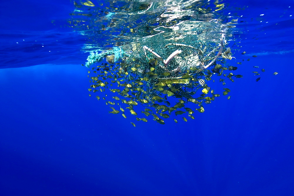 Freckled driftfish (Psenes cyanophrys) next to drifting net in open ocean, Kailua-Kona, Big Island, Hawaii, United States of America, Pacific