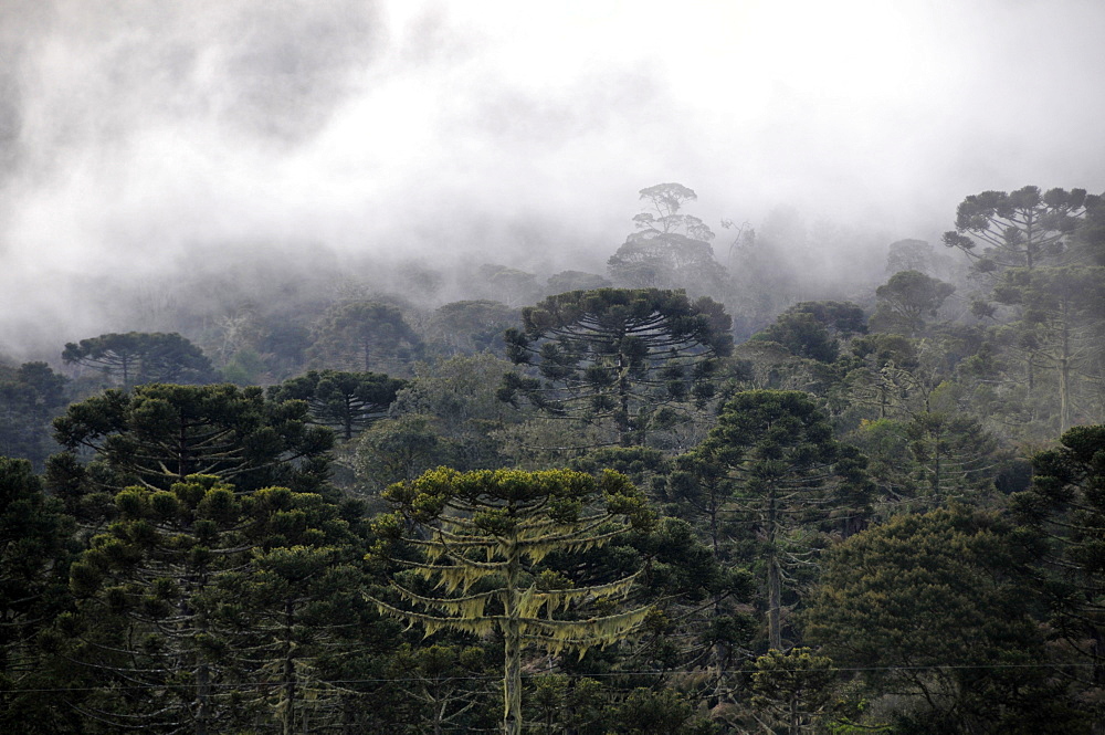 Forest of Parana pines (candelabra trees) (Araucaria angustifolia), and clouds, Sao Joaquim National Park, Morro da Pedra Furada highlands, Santa Catarina, Brazil, South America