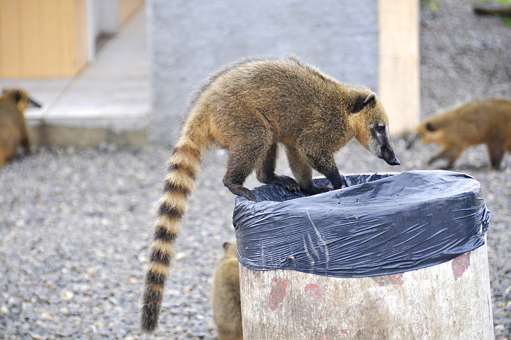 Wild coatis (Nasua nasua) attracted by human trash and development along the roads, Santa Catarina, Brazil, South America