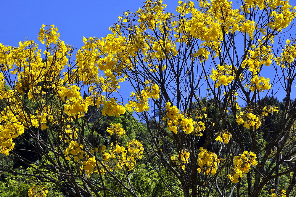 Flowering Trumpet tree (yellow ipe) (Tabebuia chrysotricha), Brazil's symbolic tree, Gramado, Rio Grande do Sul, Brazil, South America