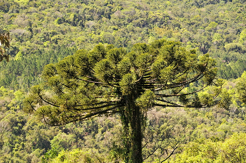 Parana pine (candelabra tree) (Araucaria angustifolia) stand out in the forest, Nova Petropolis, Rio Grande do Sul, Brazil, South America