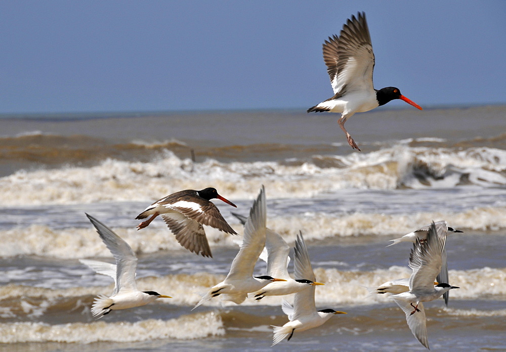 Seabirds flying at Wetland conservation area, Parque Nacional da Lagoa do Peixe, Mostardas, Rio Grande do Sul, Brazil, South America