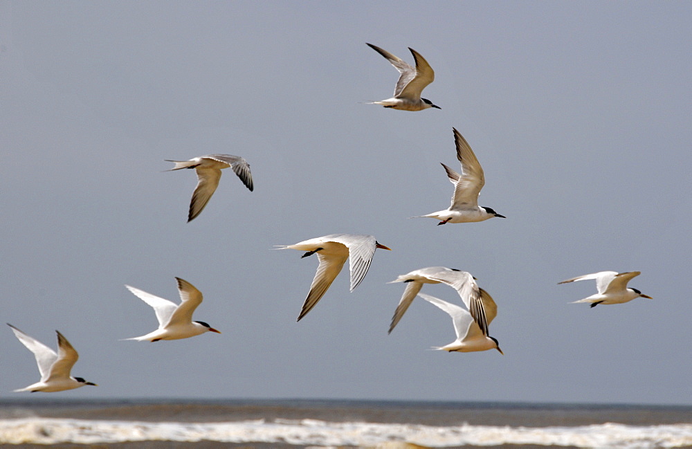 Seabirds flying at Wetland conservation area, Parque Nacional da Lagoa do Peixe, Mostardas, Rio Grande do Sul, Brazil, South America