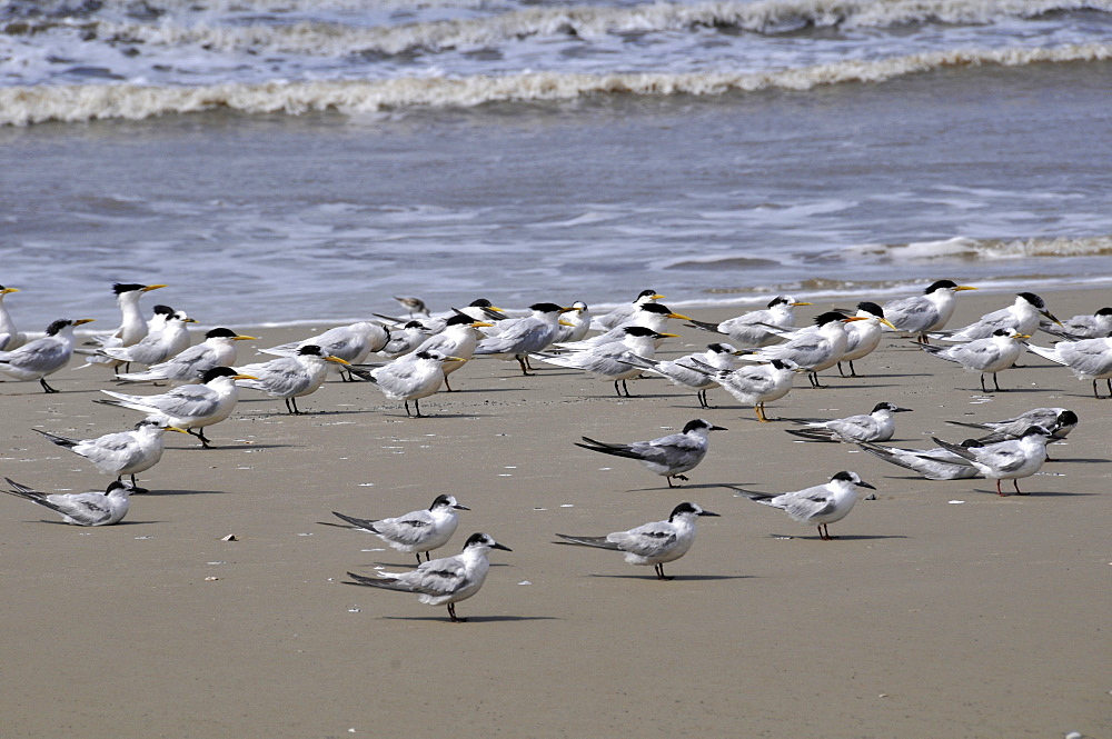 Seabirds at Wetland conservation area, Parque Nacional da Lagoa do Peixe, Mostardas, Rio Grande do Sul, Brazil, South America