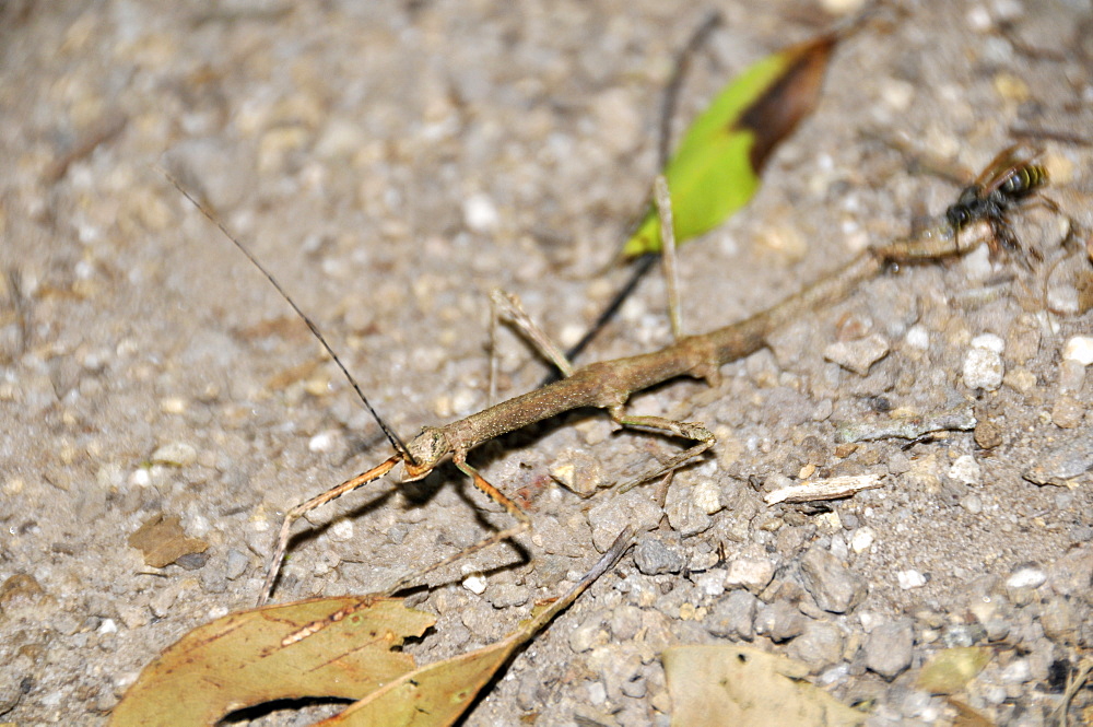 Stick bug (Phasmatodea) being attacked by wasp, Guartela state Park, Parana, Brazil, South America