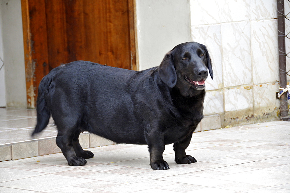 Labrahound dog, a cross between a Labrador and a dachshund, Paranagua, Parana, Brazil, South America