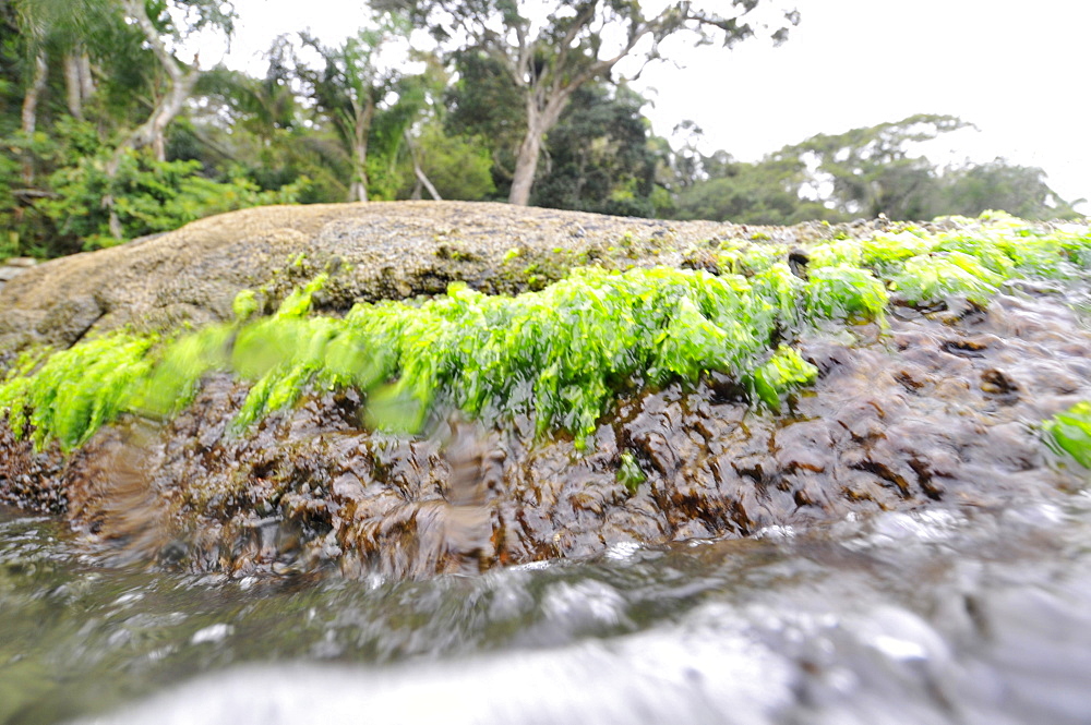 Shoreline with green algae, Bombinhas, Santa Catarina, Brazil, South America