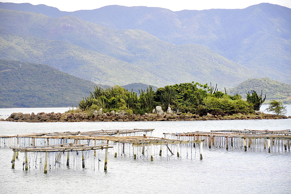 Oyster farming, South Bay, Florianopolis, Santa Catarina, Brazil, South America