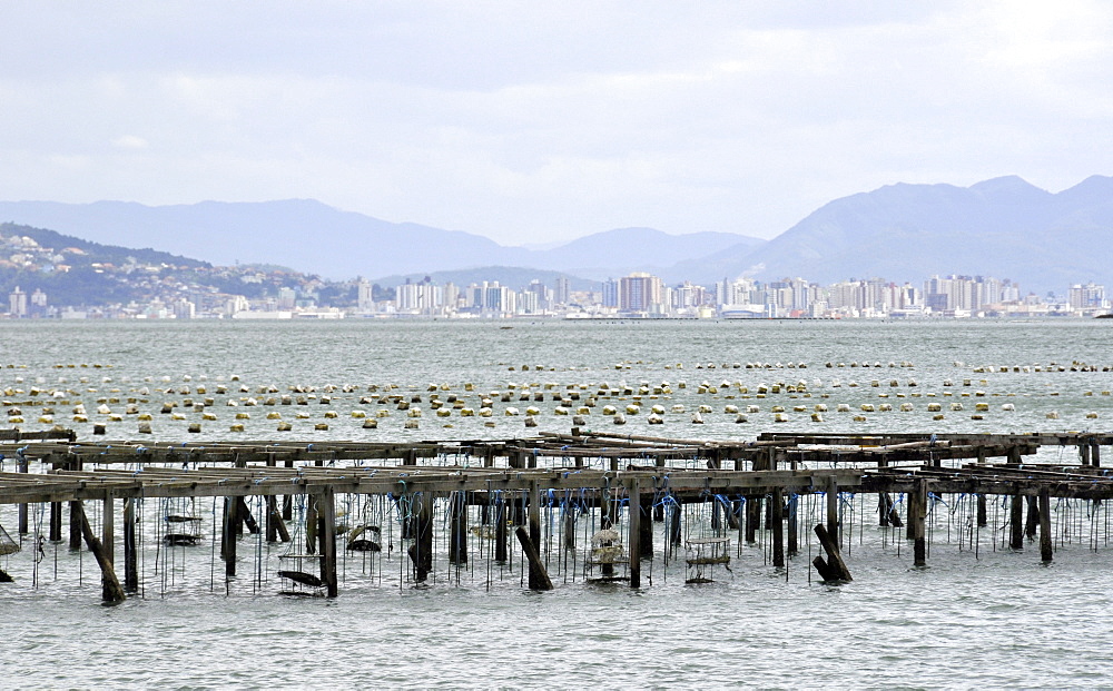 Oyster farming, South Bay, Florianopolis, Santa Catarina, Brazil, South America