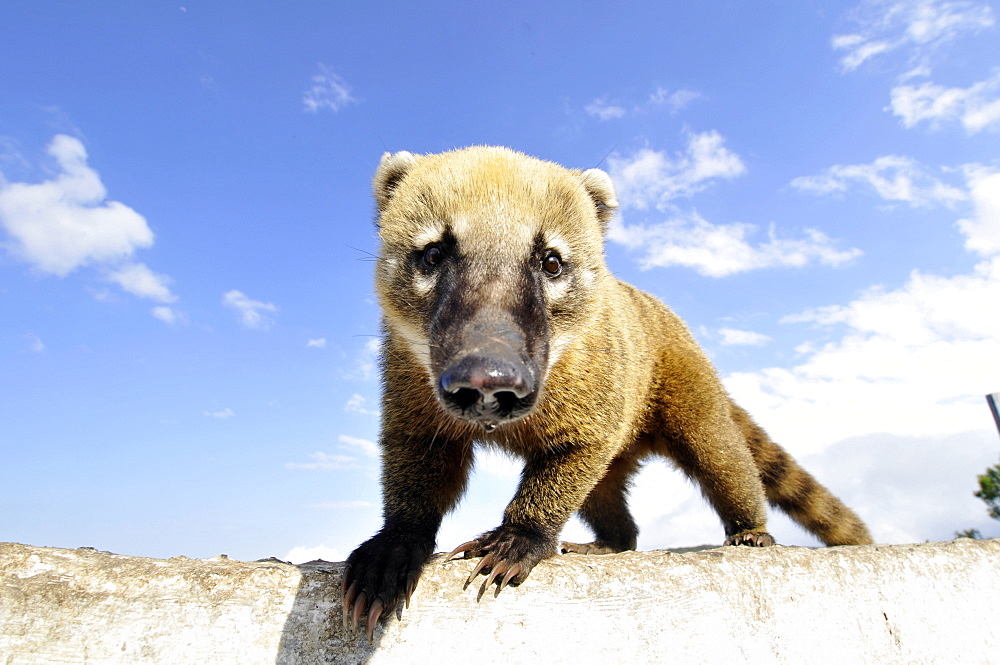 Wild coati (Nasua nasua), Santa Catarina, Brazil, South America