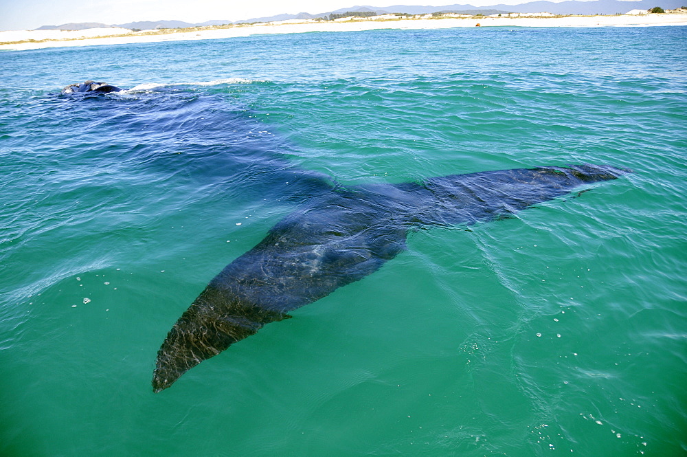 Southern right whale (Eubalaena australis) detail of tail underwater near beach, Imbituba, Santa Catarina, Brazil, South Atlantic, South America