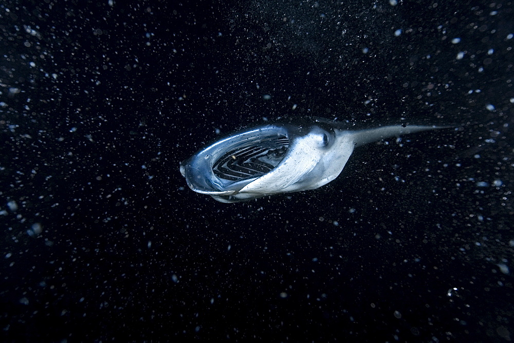 Manta ray (Manta birostris) feeding at night, Kailua-Kona, Big Island, Hawaii, United States of America, Pacific