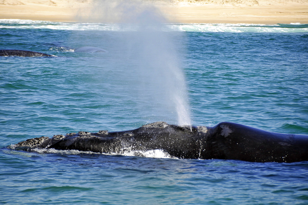 Southern right whale (Eubalaena australis) spouting near beach, Imbituba, Santa Catarina, Brazil, South Atlantic, South America